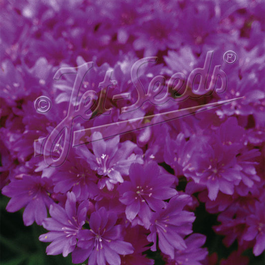 Lewisia Cotyledon x Sunset Violet 1Q