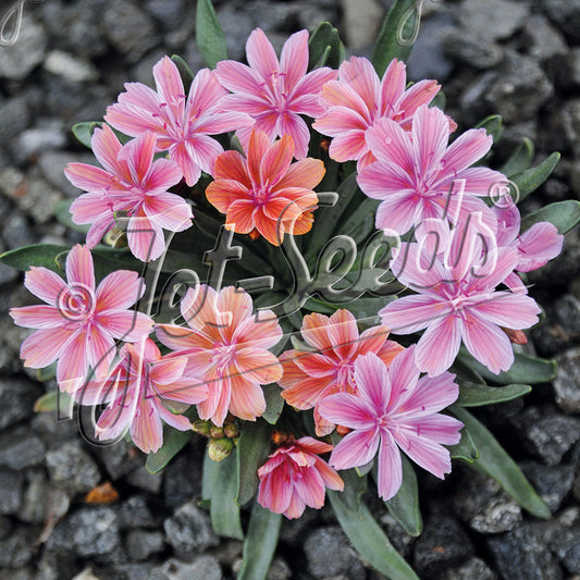 Lewisia Longipetala x Little Plum 1Q