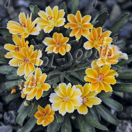 Lewisia Longipetala x Little Mango 1Q