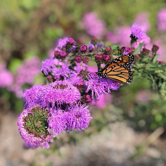 Liatris scariosa var. newlandii 1Q