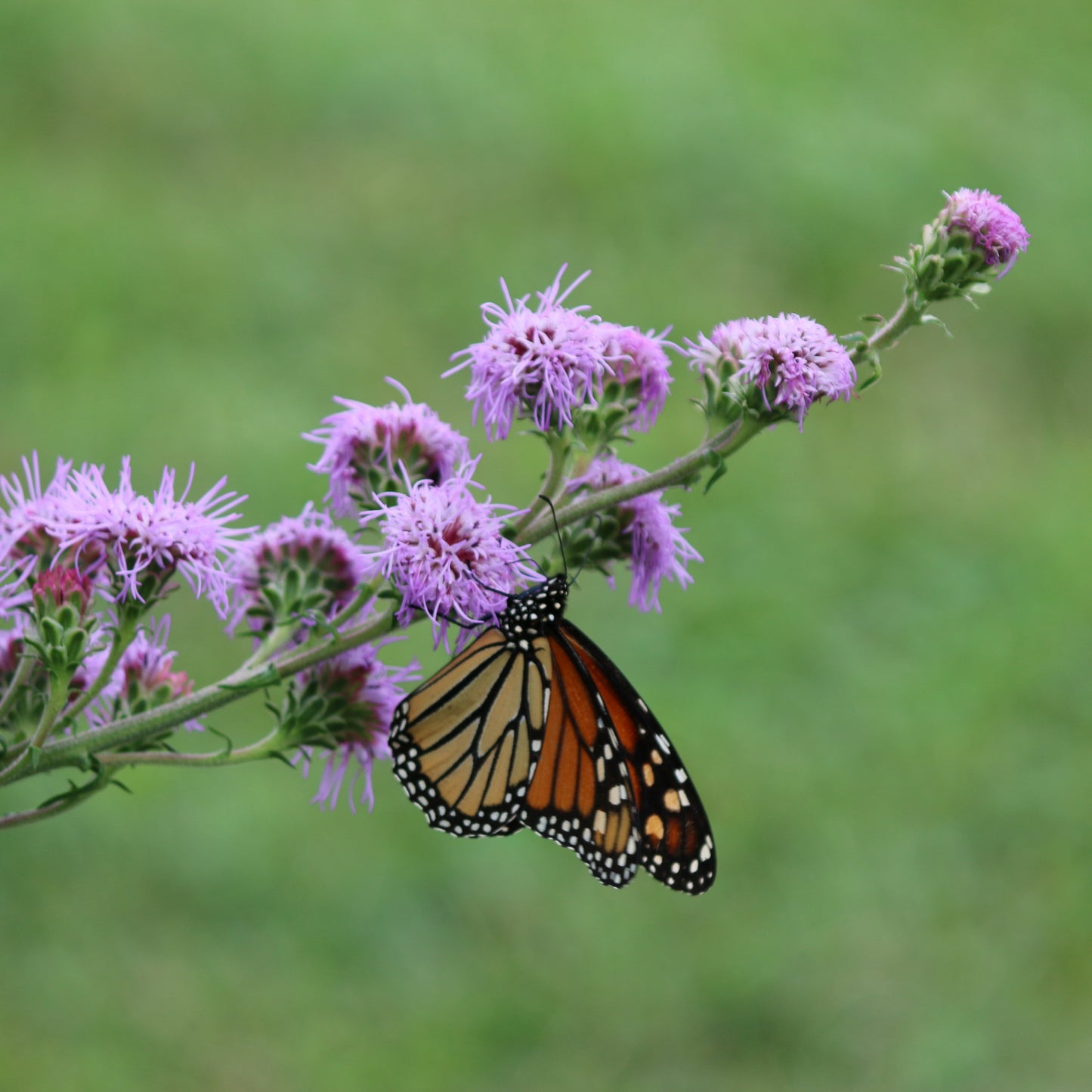 Liatris ligulistylis 1G (Meadow Blazing Star)