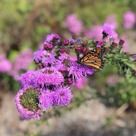 Liatris scariosa 1Q