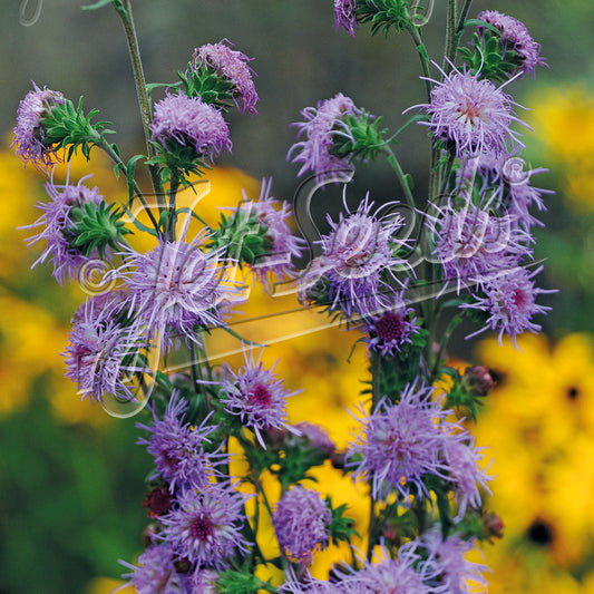 Liatris scariosa September Glory 1Q