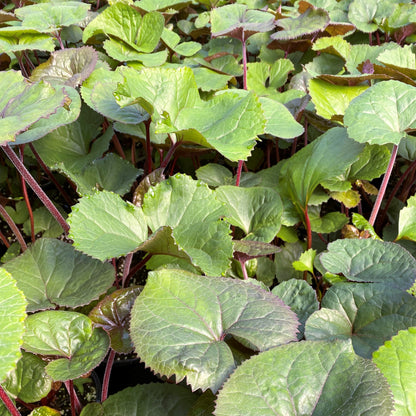 Ligularia dentata Desdemona 1G