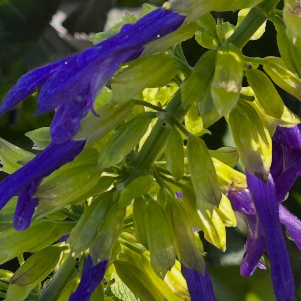 Salvia mexicana Lolita 1Q