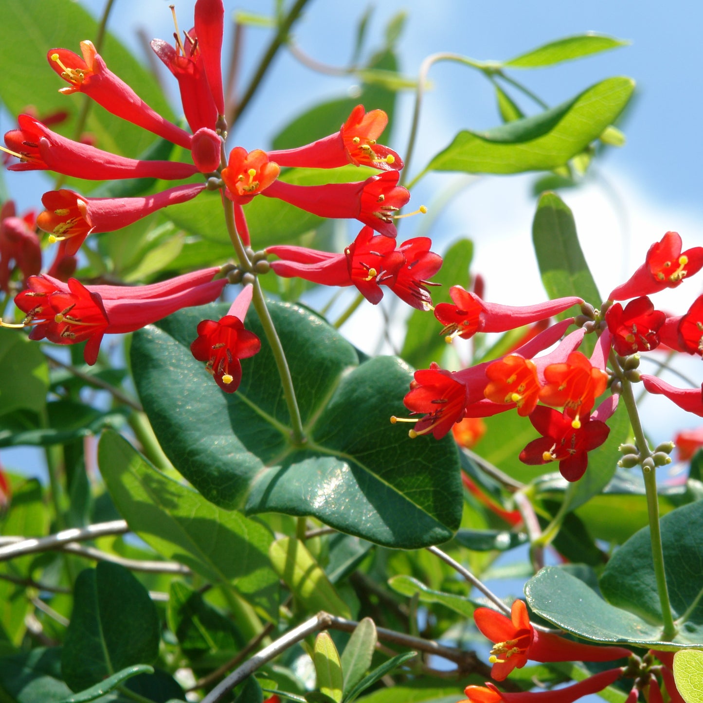 Lonicera sempervirens 'Major Wheeler' 1G (Trumpet Honeysuckle)