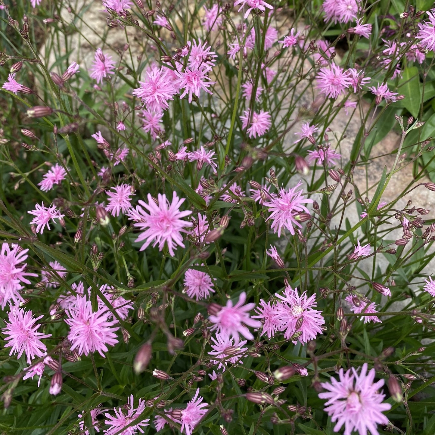 Lychnis flos-cuculi Petite Jenny 1G (Ragged Robin)