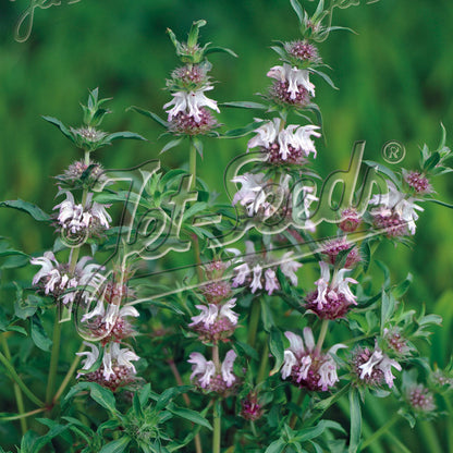 Monarda pectinata 1Q