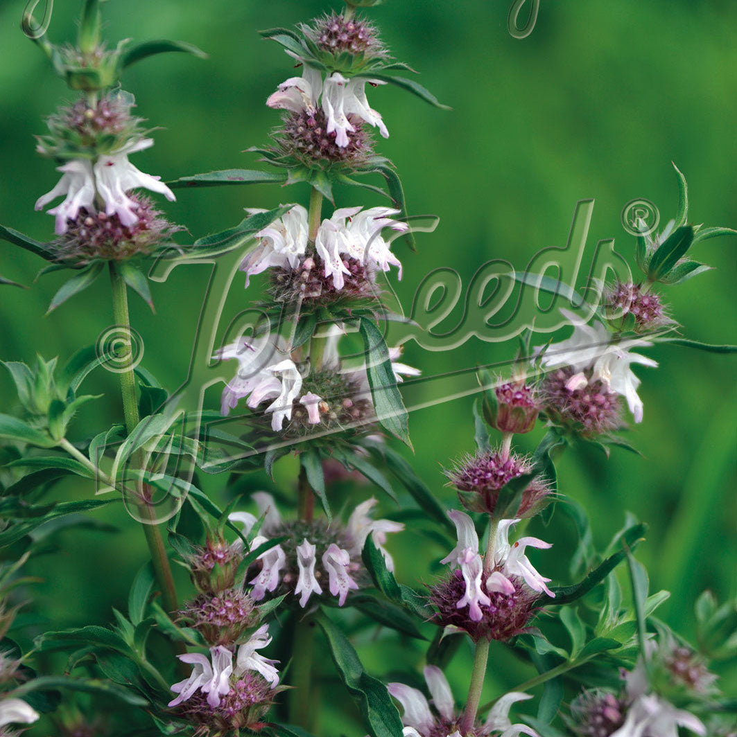Monarda pectinata 1Q