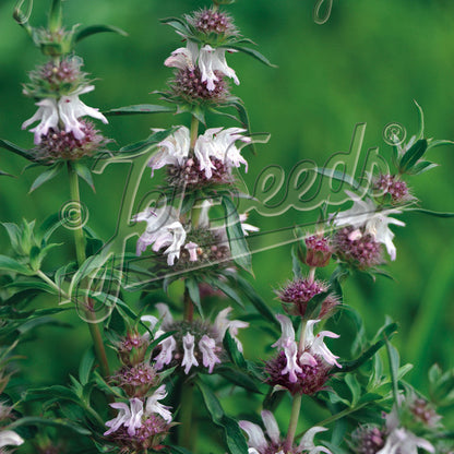 Monarda pectinata 1Q