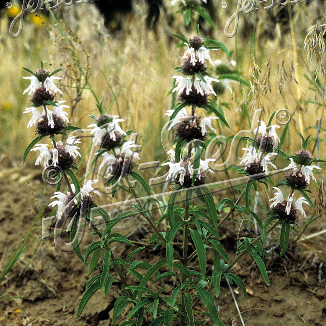 Monarda pectinata 1Q