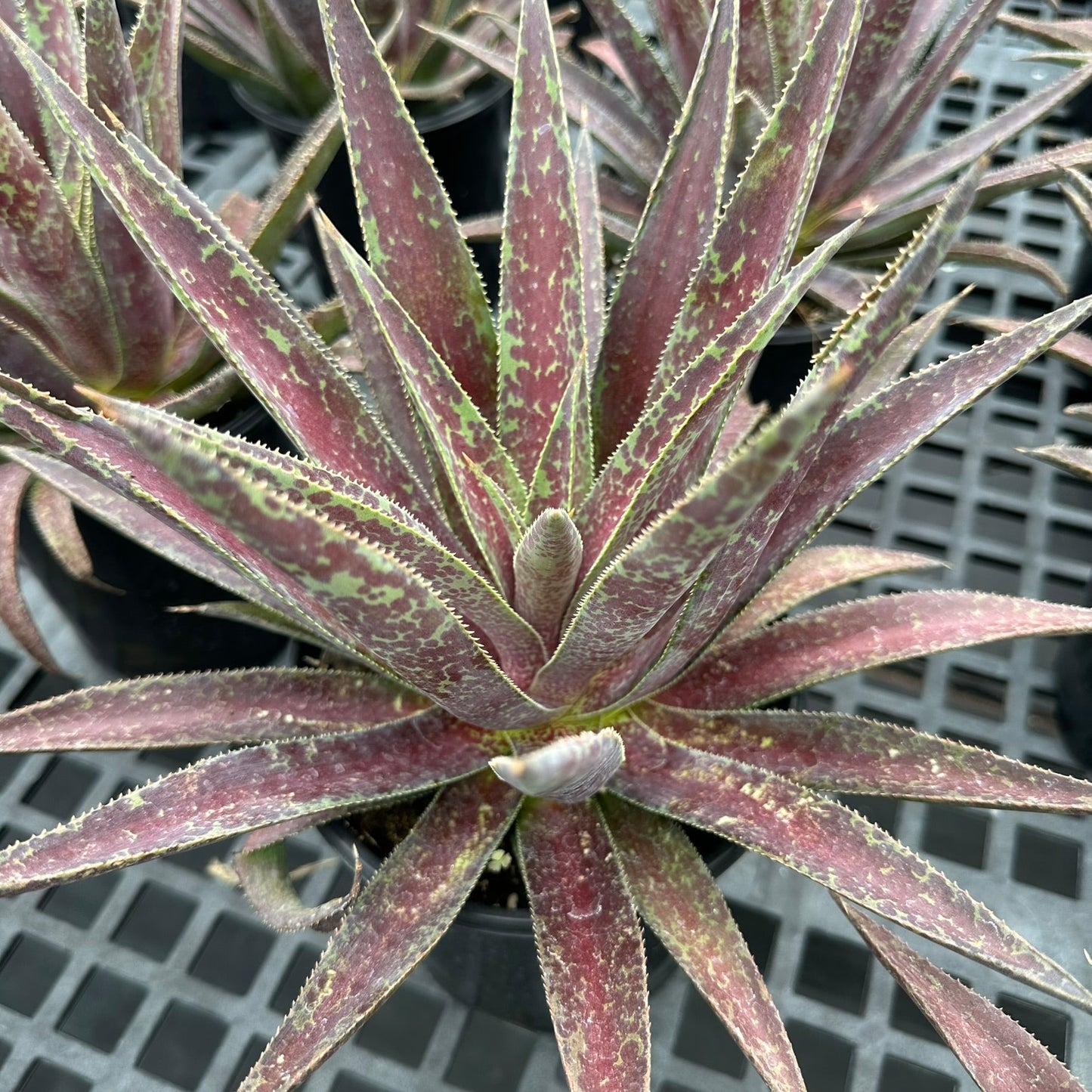 Mangave Blazing Saddles 1Q