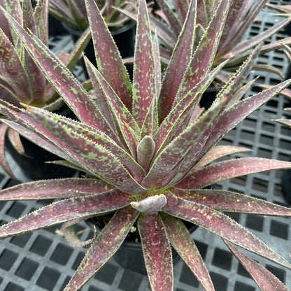 Mangave Blazing Saddles 1Q