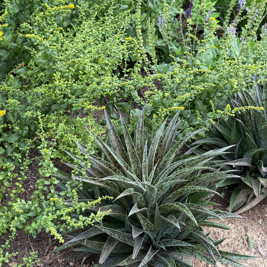 Mangave Pineapple Express 1Q