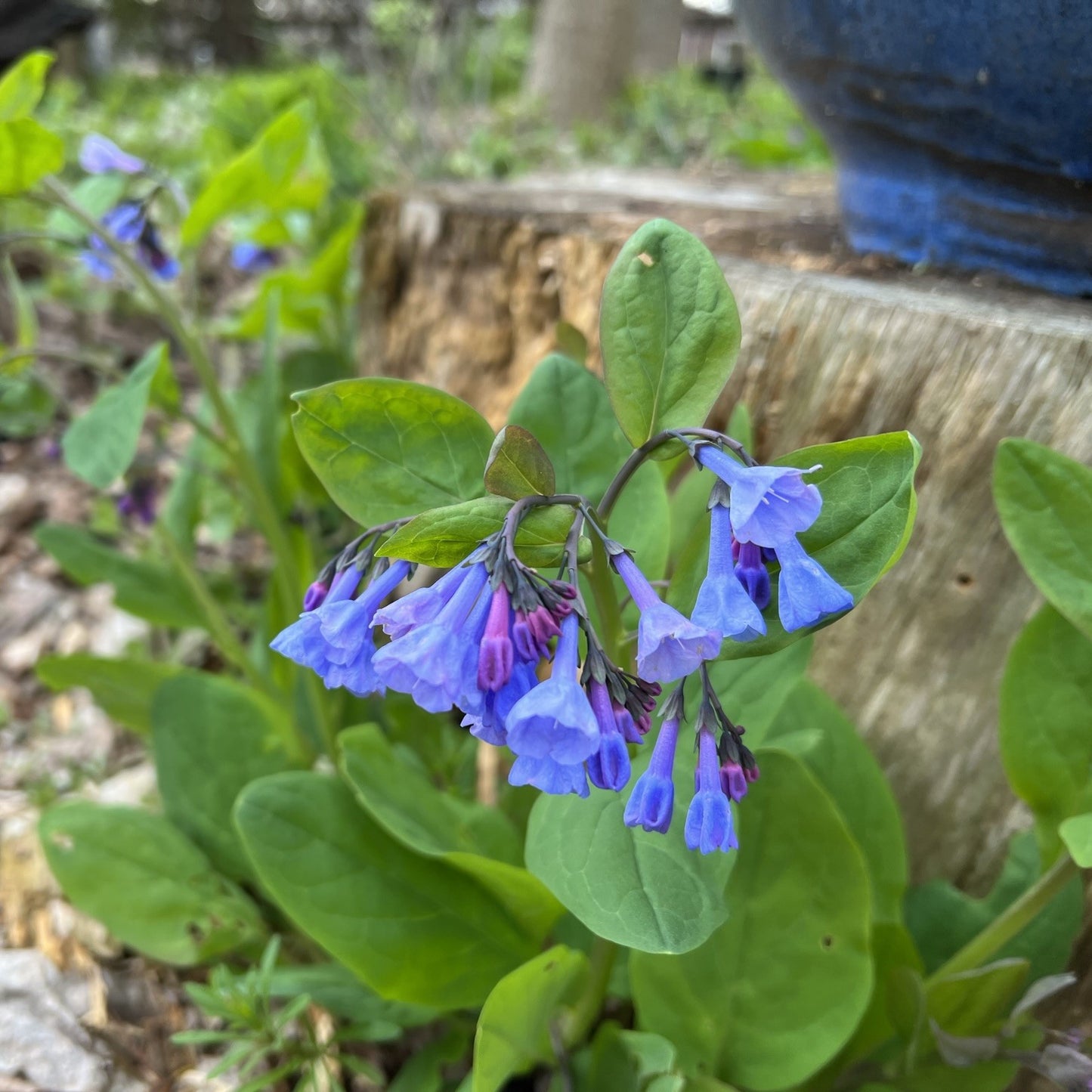 Mertensia virginica 1Q (Virginia Bluebells)