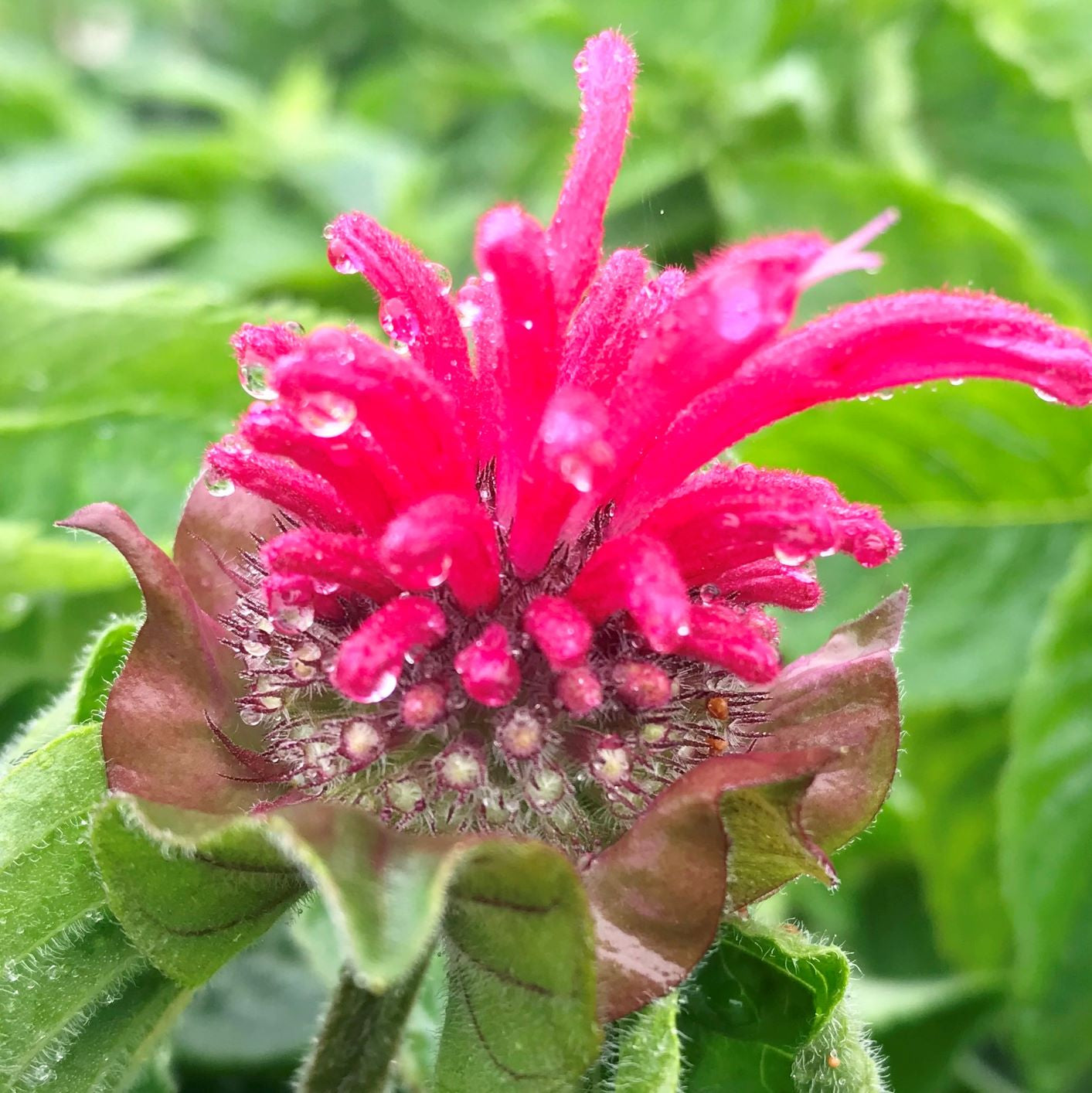 Monarda didyma Coral Reef 1Q