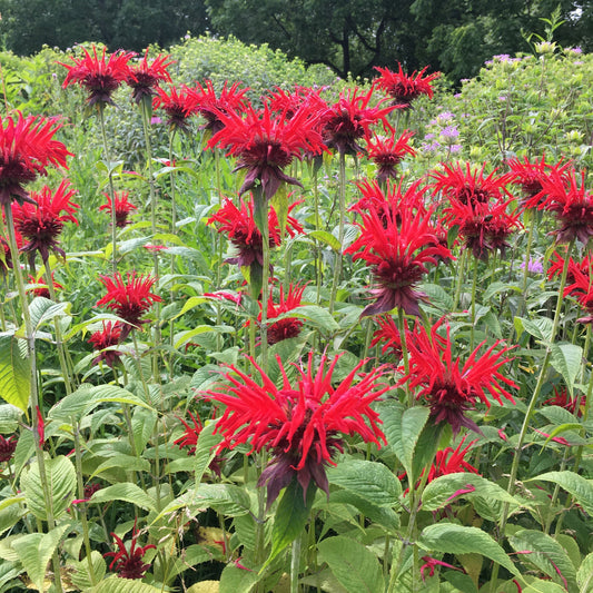 Monarda didyma Jacob Cline 1G