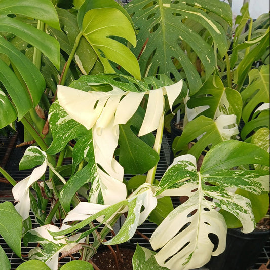 Monstera deliciosa alba borisigiana 2G