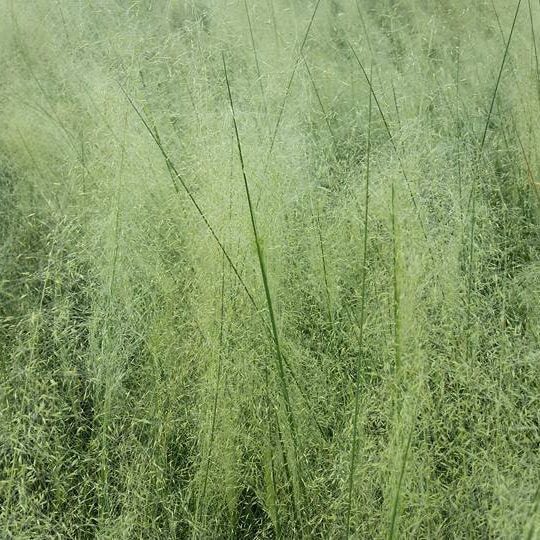 Muhlenbergia sp. White Cloud 1G