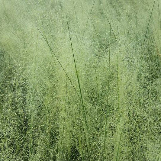 Muhlenbergia sp. White Cloud 1G