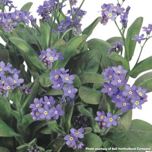 Myosotis sylvatica Bluesylva 1Q