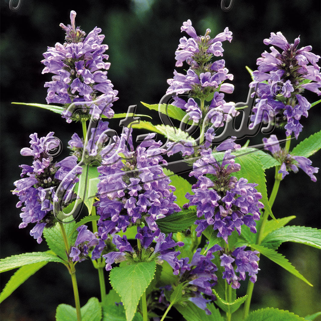 Nepeta subsessilis Blue Dreams 1G