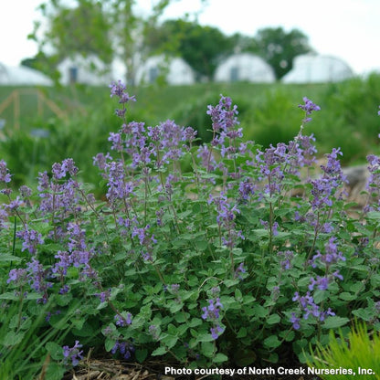 Nepeta x Early Bird 1G