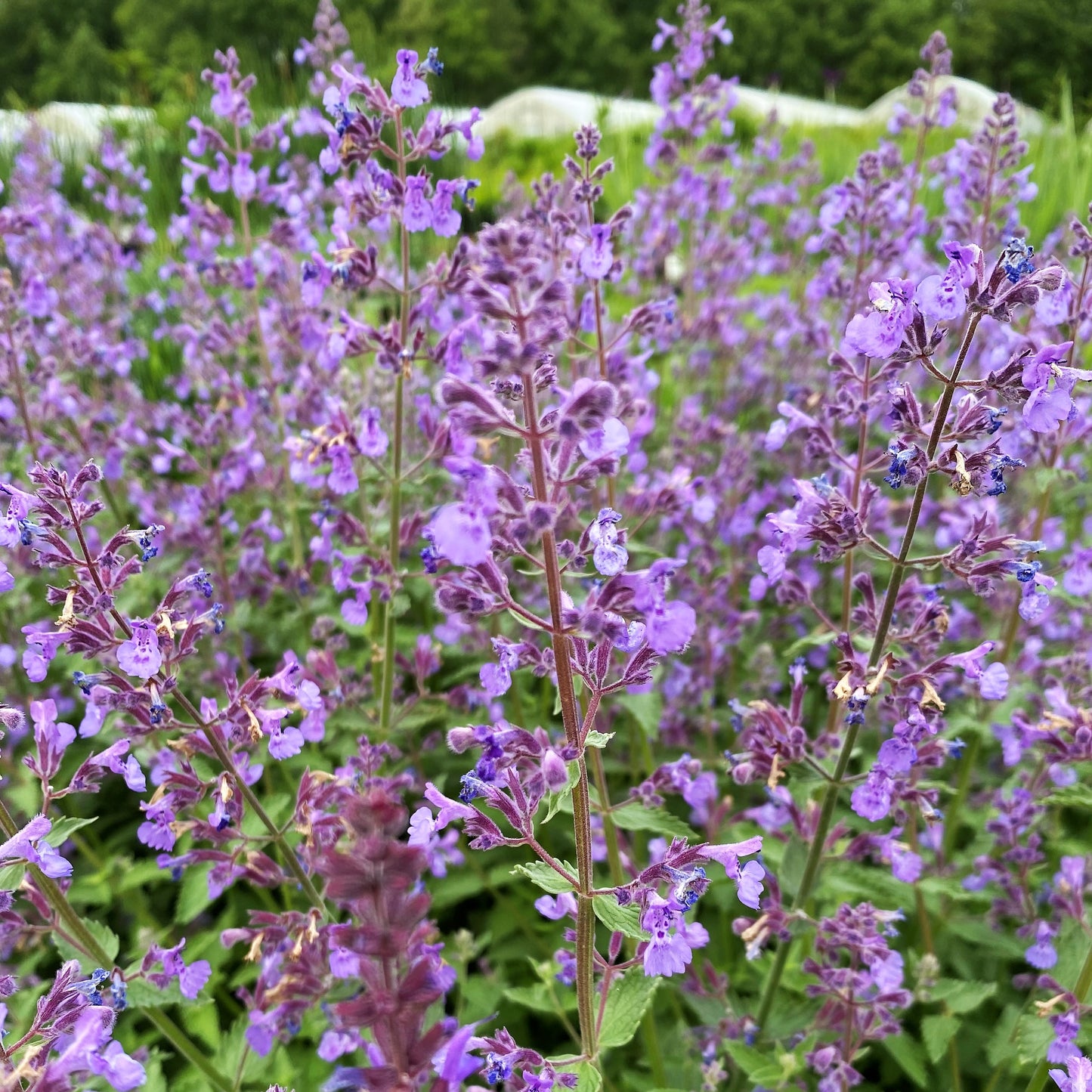 Nepeta x faassenii Junior Walker™ ‘Novanepjun’ (Catmint) 1G
