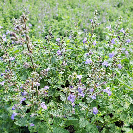 Nepeta x faassenii 'Pursian Blue' 1G (Catmint)