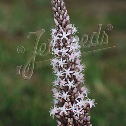 Orostachys fimbriata 3.25"