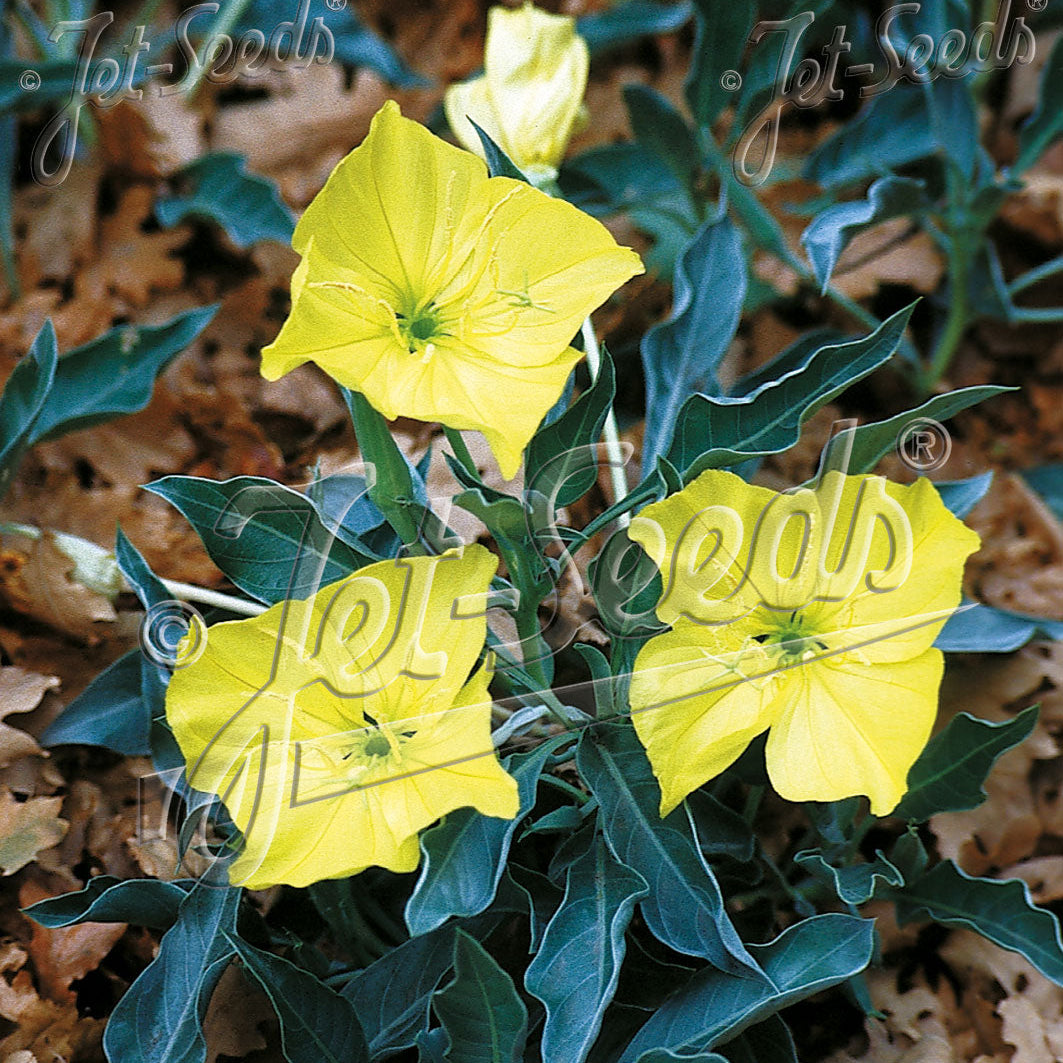 Oenothera Silver Blade 1G