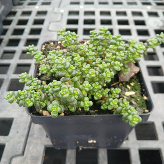 Sedum globosum Old Man Bones 1Q