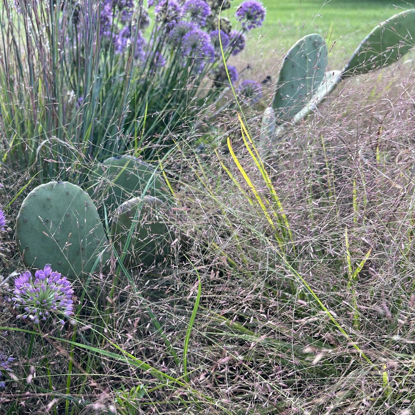 Opuntia cacanapa 'Ellisiana' 1Q (Spineless Prickly Pear)