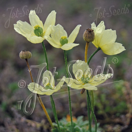 Papaver miyabeanum Moon Dance 1Q