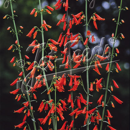 Penstemon barbatus Jingle Bells 1Q