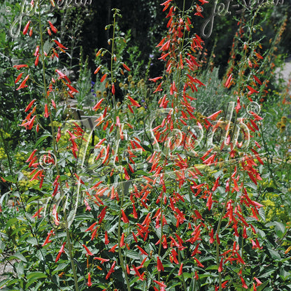 Penstemon barbatus Jingle Bells 1Q