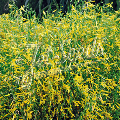 Penstemon pinifolius Mersea Yellow 1Q