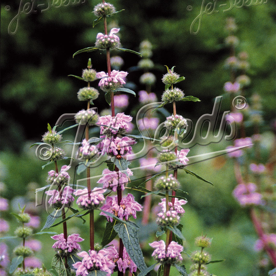 Phlomis tuberosa Bronze Flamingo 1Q