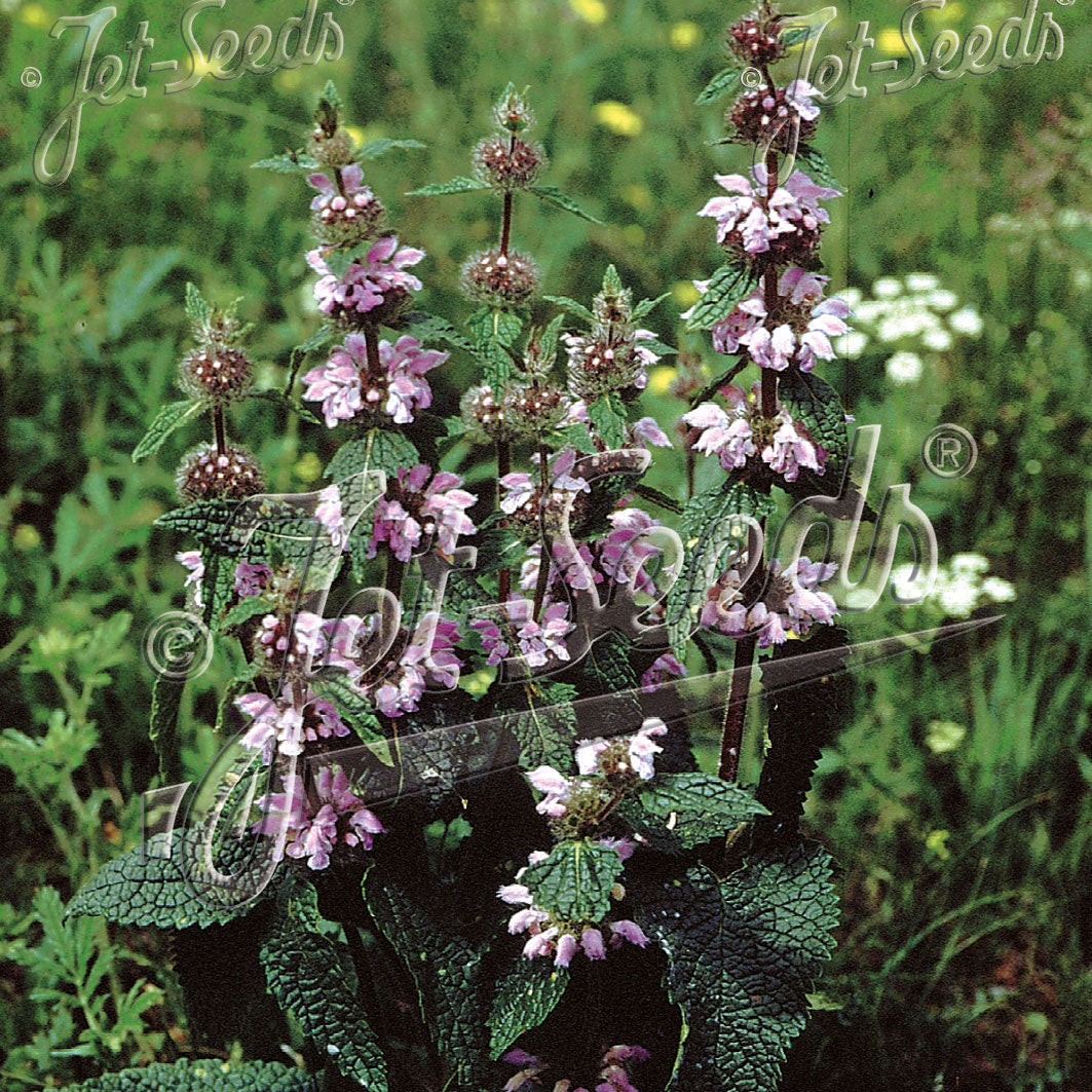 Phlomis tuberosa Bronze Flamingo 1Q