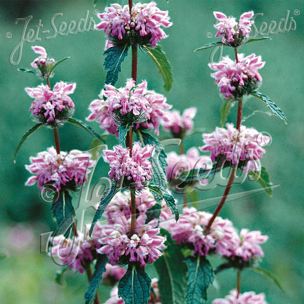 Phlomis tuberosa Bronze Flamingo 1Q