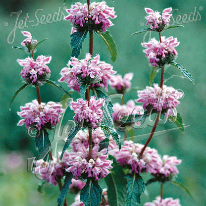 Phlomis tuberosa Bronze Flamingo 1Q
