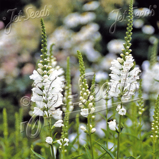 Physostegia virginiana Alba 1G
