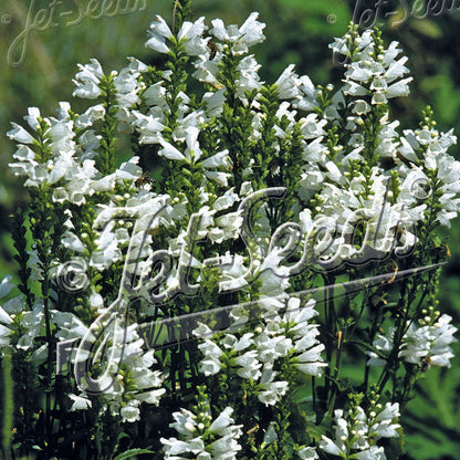 Physostegia virginiana Alba 1G