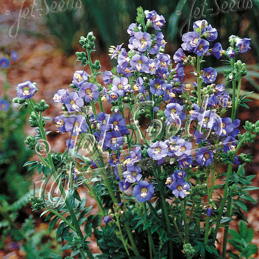 Polemonium boreale Heavenly Habit 1G