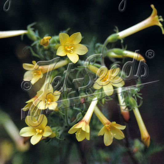 Polemonium pauciflorum Sulphur Trumpets 1Q