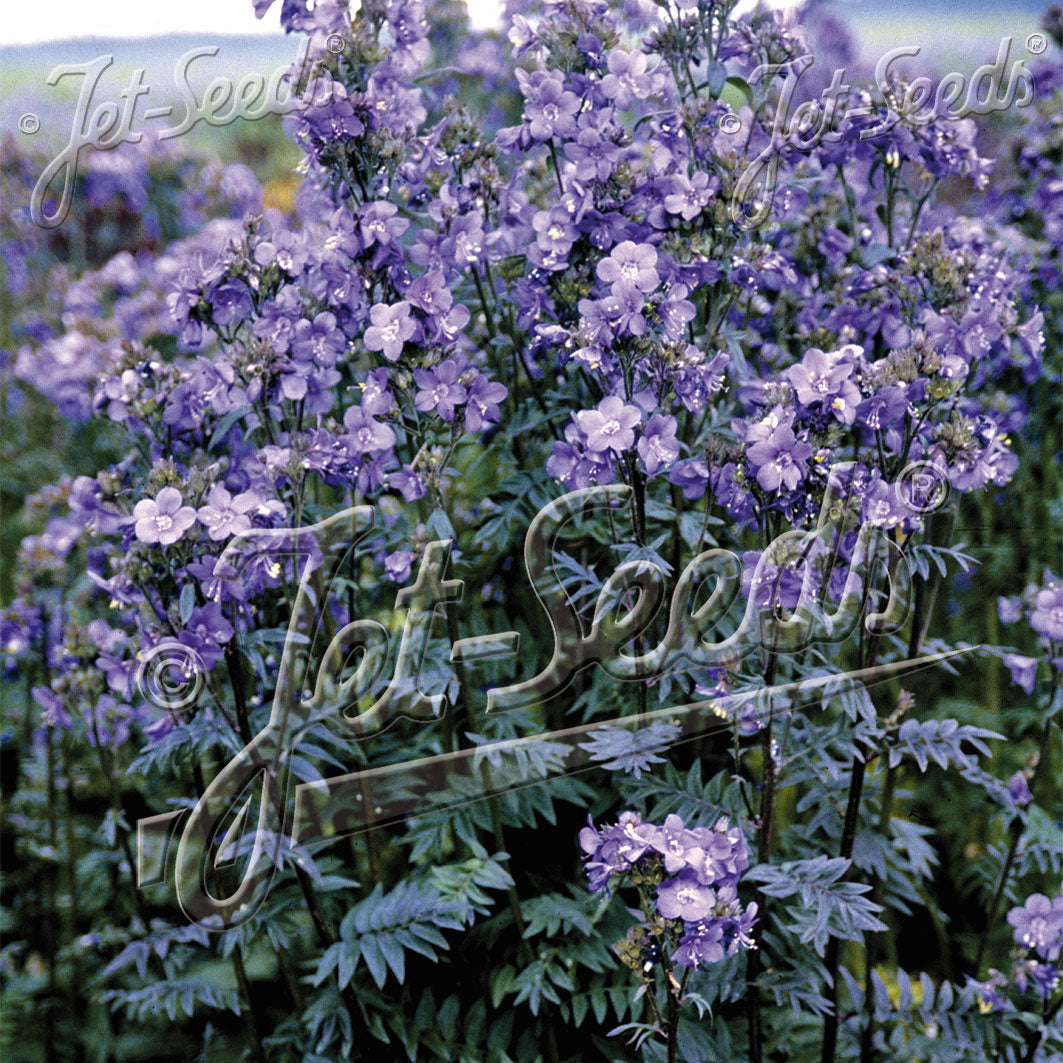 Polemonium yezoense Purple Rain 1Q