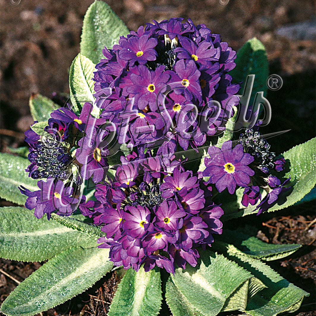 Primula denticulata Blue Selection 1Q