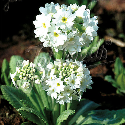 Primula denticulata Snowball 1Q