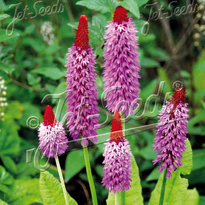 Primula vialii Red Hot Poker 3.25"