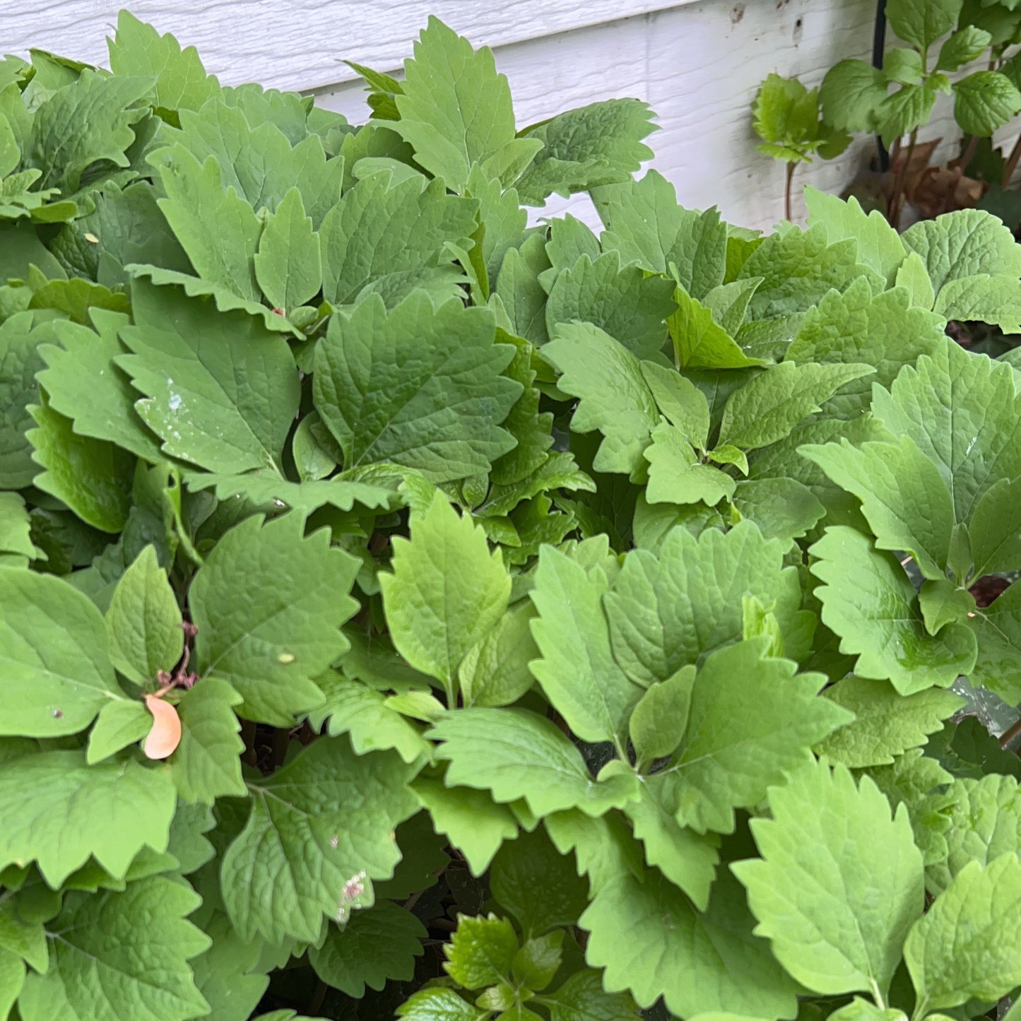 Pachysandra procumbens 1G (Allegheny Spurge)